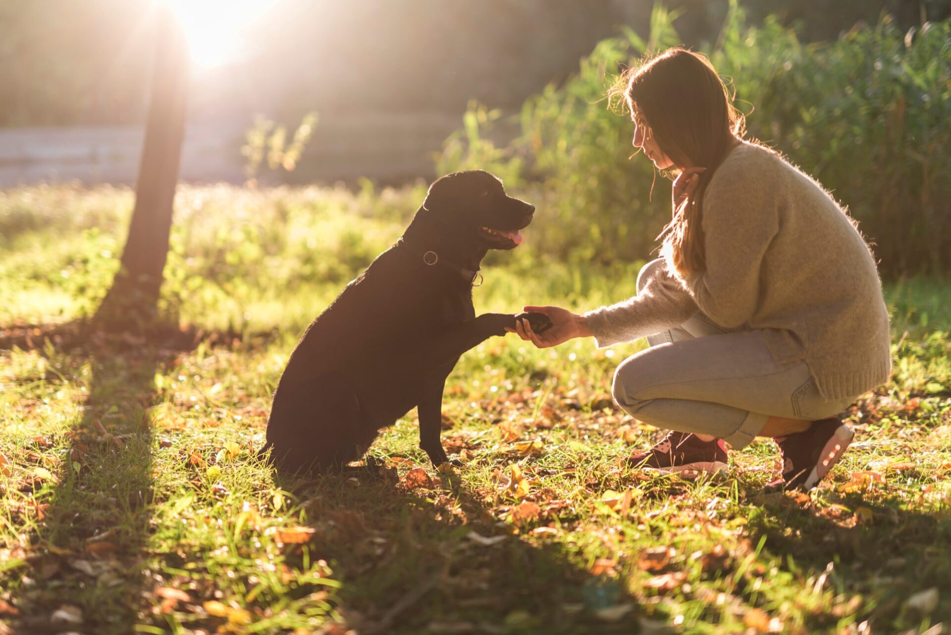 Soins reiki et communication animale