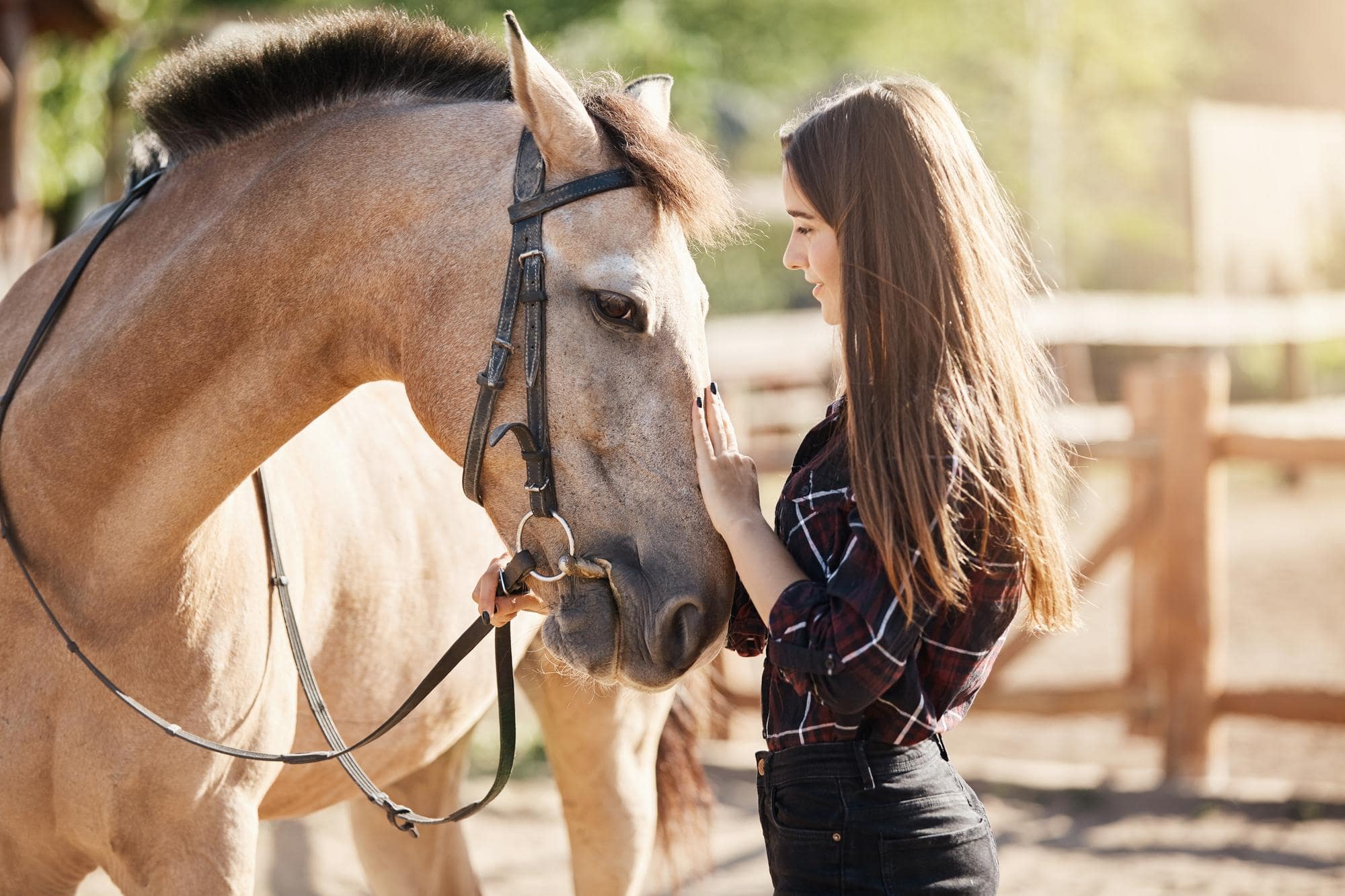 Soins reiki et communication animale