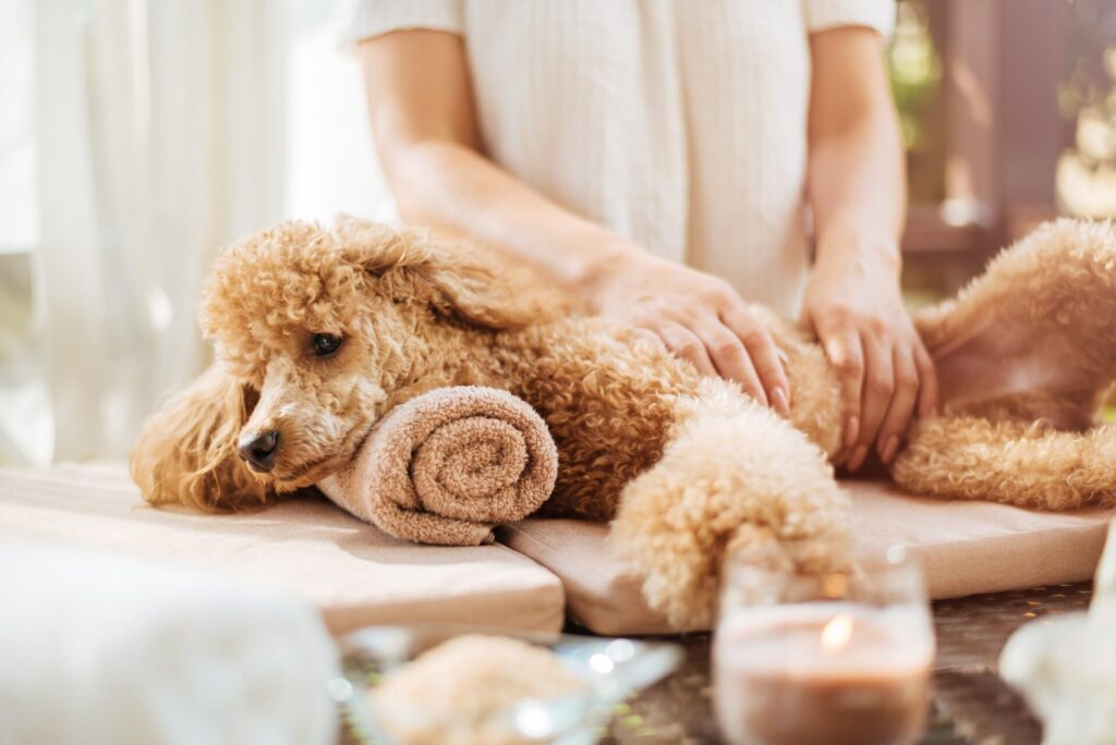 Mélanie et les soins reiki animalier