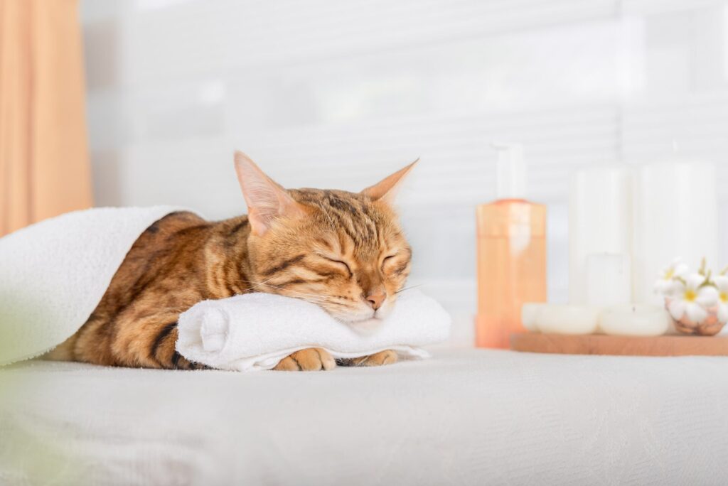 Mélanie et les soins reiki animalier